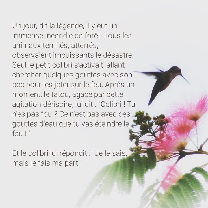 Le colibri de VigiCr&eacute;cy : symbole de r&eacute;silience et d&rsquo;espoir