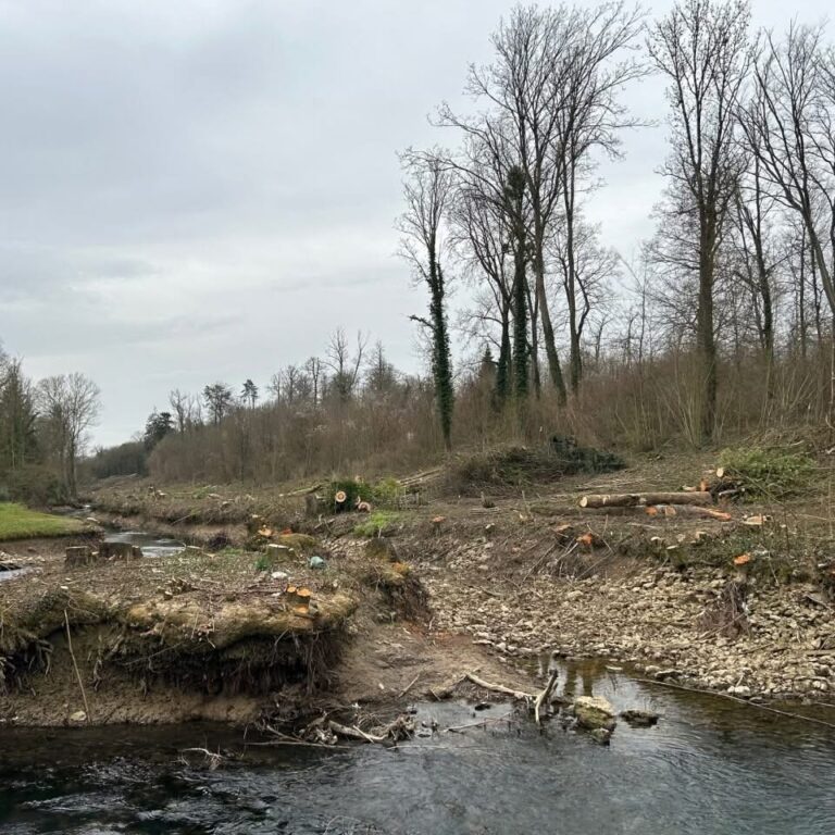 Arbres coupés à Jouy-sur-Morin : des questions sur la gestion des berges