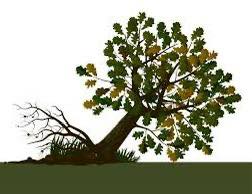 Chutes d&rsquo;arbres sur les routes : causes naturelles, biologiques et humaines