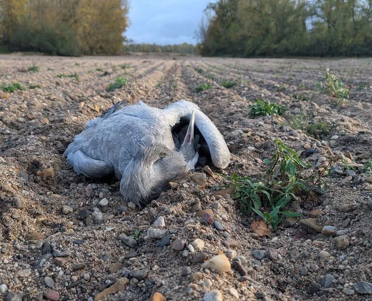 Grippe aviaire en Ni&egrave;vre : consignes de s&eacute;curit&eacute; face aux oiseaux malades