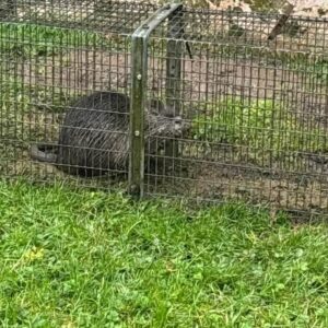 Le ragondin, espèce invasive : comprendre et réguler
