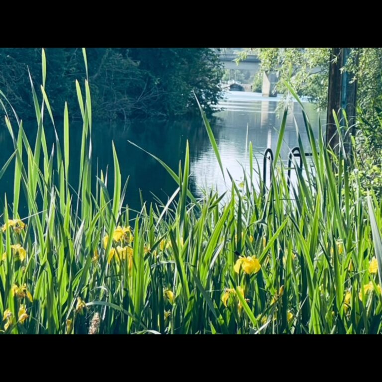 Balade en bord de Marne : la nature s&rsquo;&eacute;veille