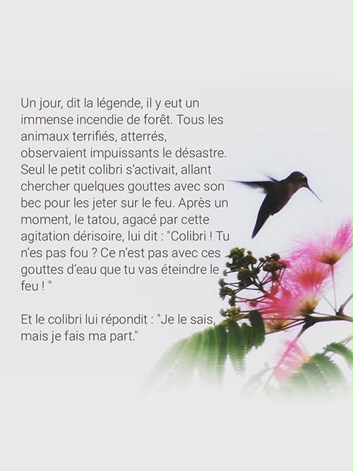 Le colibri, symbole de VigiCr&eacute;cy&reg;&nbsp;: une histoire de r&eacute;silience